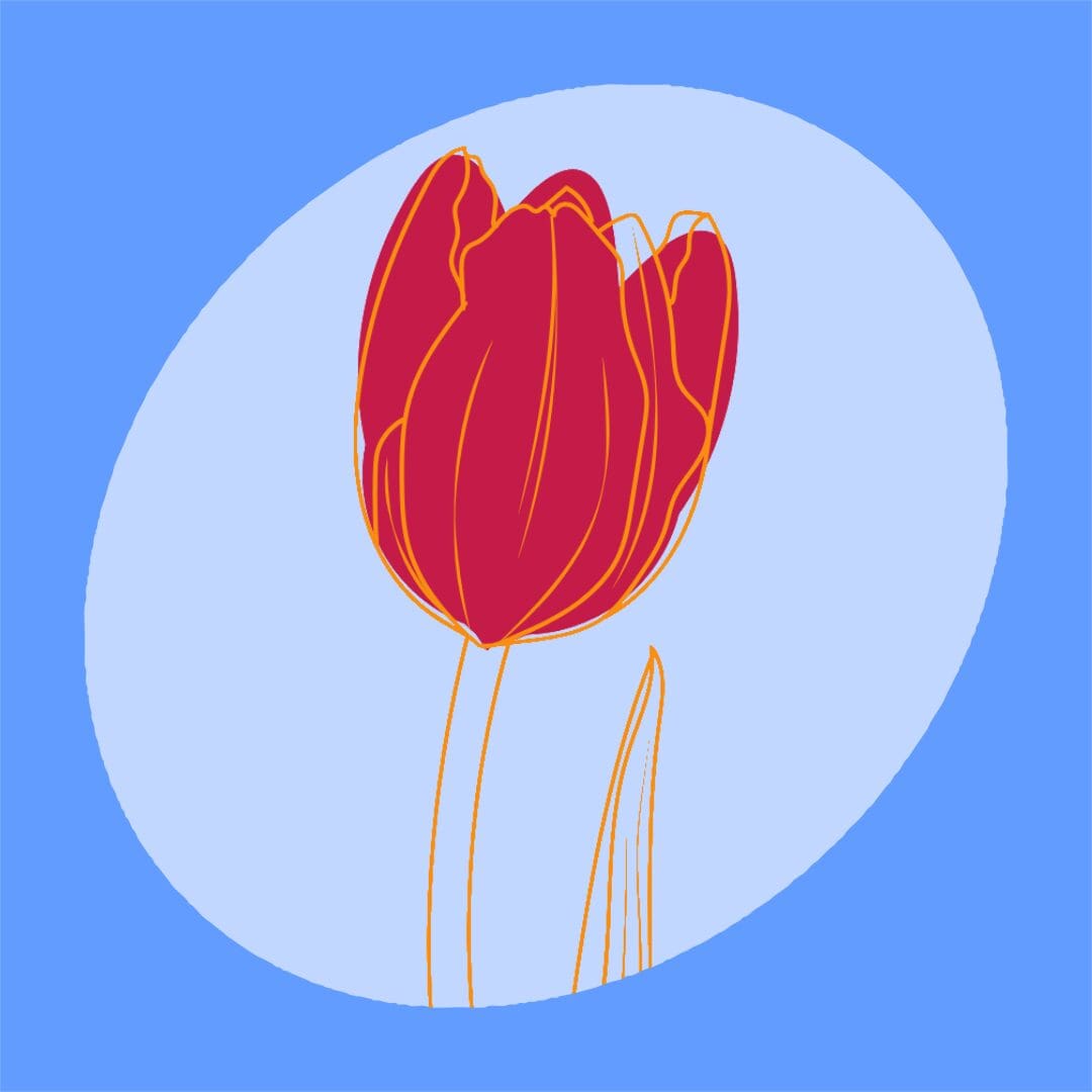 Illustration d'une tulipe rouge aux contours jaunes, accompagnée d'une seule feuille, sur fond ovale bleu clair, le tout sur une toile carrée bleu moyen.